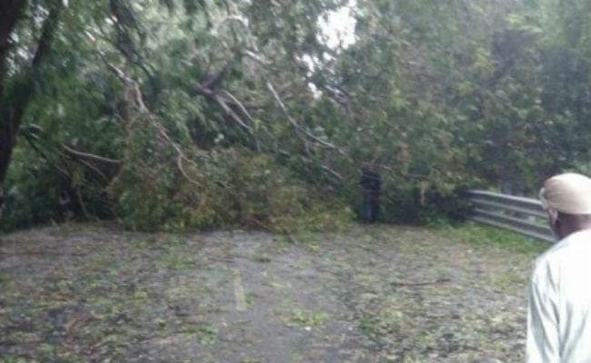 आंधी-पानी से उत्तर बिहार में भारी नुकसान, मोतिहारी, सीतामढ़ी समेत अन्य जिलों में गिरे पेड़ व बिजली के पोल
