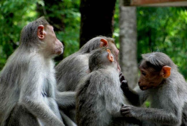बंदर 16 दिनों के नवजात को लेकर भागा