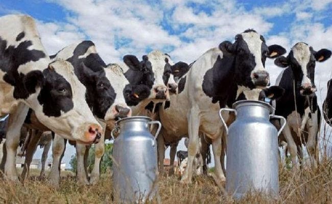 झारखंड : पीएम से शिलान्यास कराने के 11 माह बाद साहेबगंज डेयरी को जमीन देने का फैसला, पढ़ें पूरी खबर