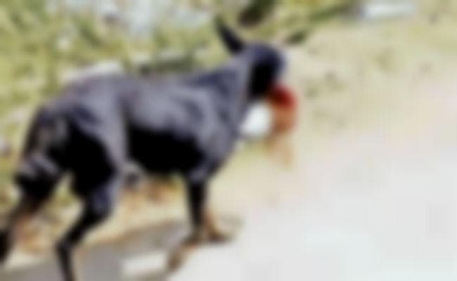 कोडरमा : सदर अस्पताल में नवजात के शव को कुत्तों ने नोचा