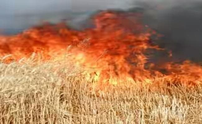 मथुरा में ट्रांसमिशन लाइन से गिरी चिनगारी, उसके बाद 10 बीघा फसल का हुआ यह हाल