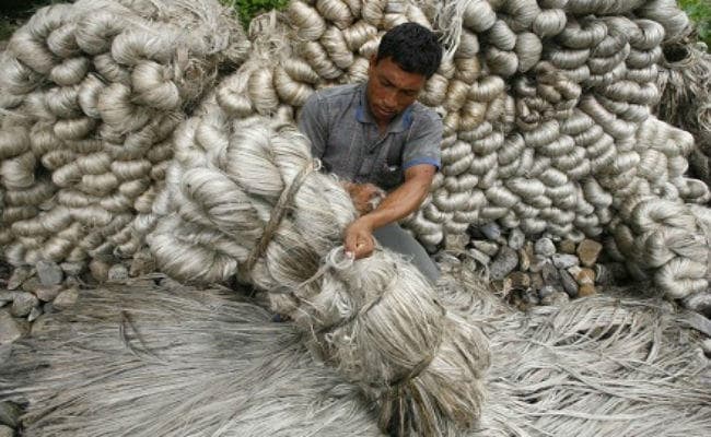 जूट एमएसपी " 200 बढ़ी, बिहार-बंगाल के किसानों को होगा लाभ