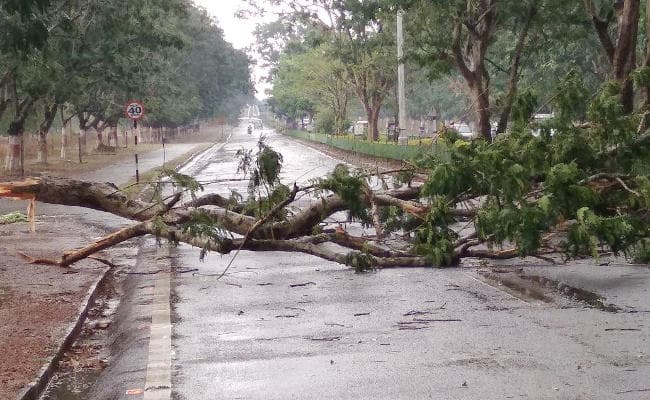 झारखंड : रांची, लोहरदगा में आंधी और गरज के साथ बारिश, अरगोड़ा में पेड़ गिरा