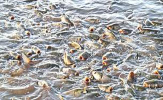 मछली उत्पादन को उद्योग बनाने में जुटी राज्य सरकार