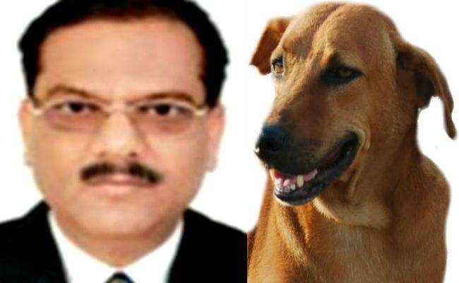 उत्तर प्रदेश : बूचड़खाने बंद होने से कुत्तों को पसंदीदा भोजन नहीं मिलने से हो रहे हिंसक : पशु विज्ञानी