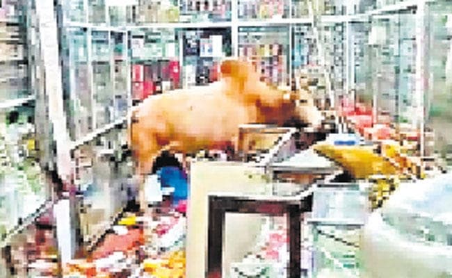 बाबा नगरी में भिड़े दो बौखलाये सांड़, चुड़ी दुकान को किया तहस नहस