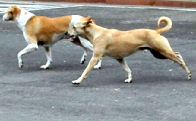 अदालत ने योगी सरकार से मांगा जवाब, कहा- आवारा कुत्तों की समस्या से निबटने को आपने क्या किया?