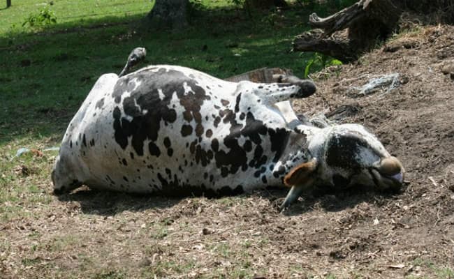 शेड व चारा नहीं मिला, गोशाला में 15 दिन में मर गयी 10 गायें