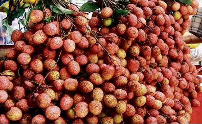 बिहार : शाही लीची चखेंगे महामहिम व प्रधानमंत्री