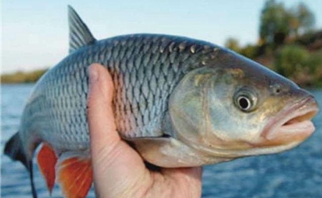 बिहार : अब मछलियों का भी बीमा करायेगी राज्य सरकार, मछलीपालकों को मिलेगा मुआवजा : पारस