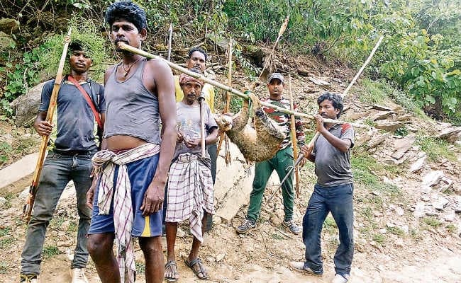 झारखंड : दलमा के कांटारांझा जंगल में मोर हिरन, सूअर, बिल्ली का हुआ सेंदरा