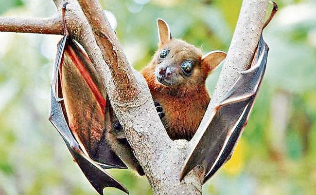 जानिए निपाह वायरस के प्रमुख लक्षणों के बारे में, हैं जानलेवा, अब तक 10 लोगों की हो चुकी है मौत