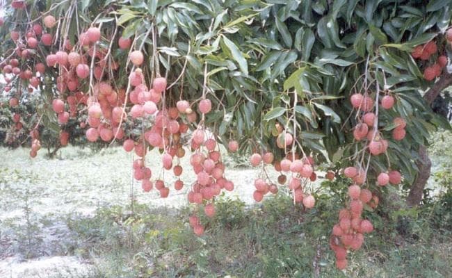 दोस्तों के साथ बाग में लीची तोड़ रहा था 12 वर्षीय अमन, मालिक ने लाठी-डंडे से घंटों की पिटाई, मौत