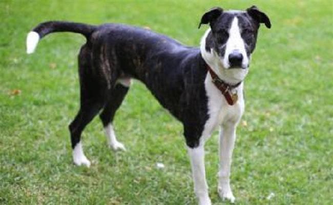 कुत्ते के काटने से क्रिकेटर की मौत, गांव में शोक