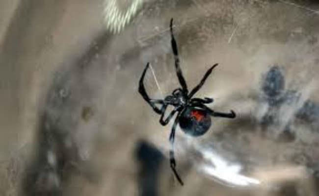 पूर्व मेदिनीपुर में ‘जहरीली मकड़ी’ का आतंक, एक व्यक्ति की हो चुकी है मौत