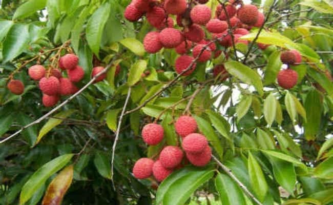 लीची को रास नहीं आ रहा मौसम, आधा हुआ वजन