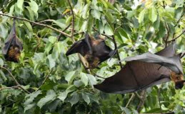 संदिग्ध निपाह वायरस से संक्रमित कोलकाता के एक सैनिक की मौत