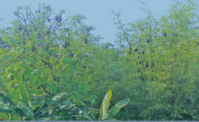 निपाह के आतंक में भी ‘बादुर बागान’ गुलजार