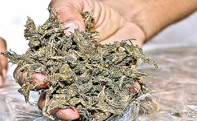 बिहार के रास्ते नेपाल से गांजा तस्करी कर ग्रेटर नोएडा के कॉलेजों में करते थे आपूर्ति, हुए गिरफ्तार