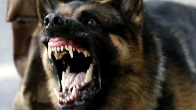 देवरिया में कुत्तों का निवाला बन रहे बच्चे, मासूम को चारपाई से उठा ले गया कुत्ता, खेत में नोंच कर मार डाला