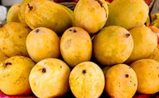 ओलावृष्टि से खराब हुआ आम, अब राष्ट्रपति-प्रधानमंत्री को निजी तौर पर भेजा जायेगा भागलपुरी जर्दालू