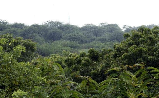 सेल्फी की तरह कैमरे में सिमटकर रह गया पौधारोपण, 2015 से नहीं बढ़ा भारत का वन क्षेत्र