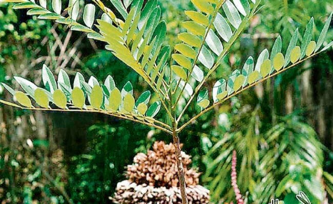 पर्यावरण दिवस : जलस्तर ऊंचा करना है, तो लक्ष्मीतरु लगाइये