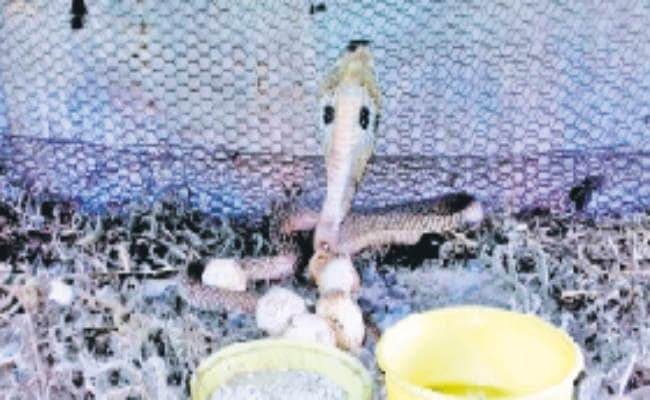 सांप निकला अंडा चोर, सुलझ गया अंडा चोरी का रहस्‍य