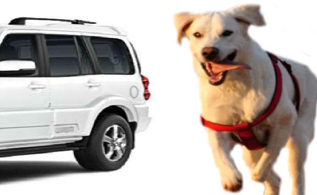 बिहार में शराब की तस्करी रोकेंगे तेलंगाना के ट्रेंड कुत्ते, जानें... किन-किन क्षेत्रों में भेजने की है तैयारी