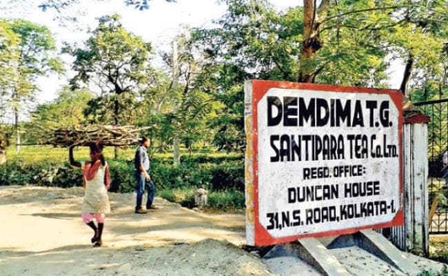 जलपाईगुड़ी : फिर बंद हुआ डंकन्स का डिमडिमा चाय बागान, सोमवार को प्रबंधन व श्रमिक पक्ष में होगी वार्ता
