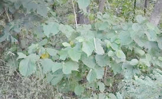 अौषधीय पौधों की खेती के लिए 75 फीसदी तक सब्सिडी देगी झारखंड सरकार