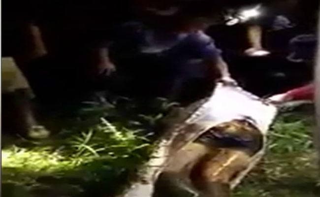 सब्जी के खेतों में काम करना महिला को पड़ा भारी, ताक लगाये अजगर ने ले ली जान