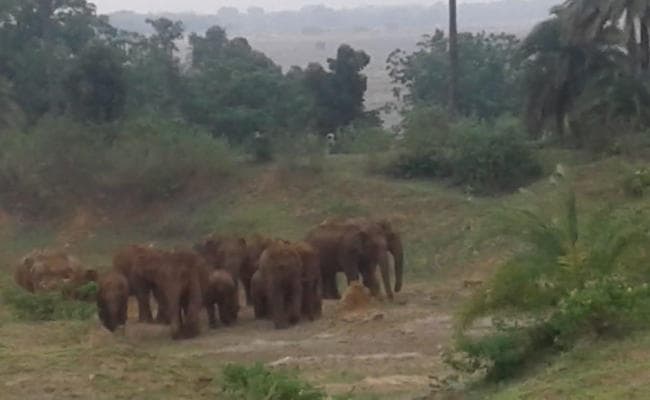 Jharkhand : जंगली हाथियों के झुंड से धनबाद में मचा हड़कंप
