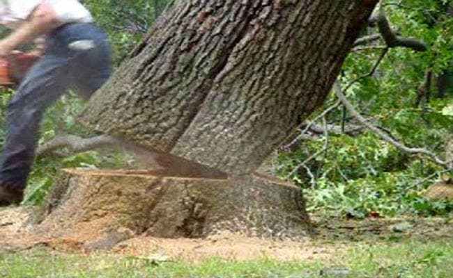 चार जुलाई तक दक्षिणी दिल्ली में नहीं काटे जायेंगे पेड़