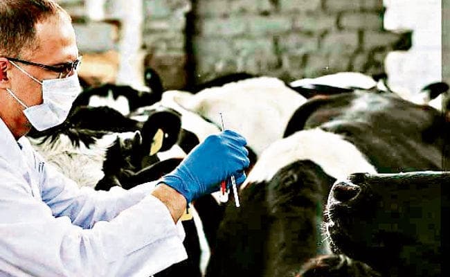 Bihar News: अब बाढ़ में भी नहीं होगी दूध की किल्लत, चार हजार पशुपालक सीखेंगे डेयरी प्रबंधन