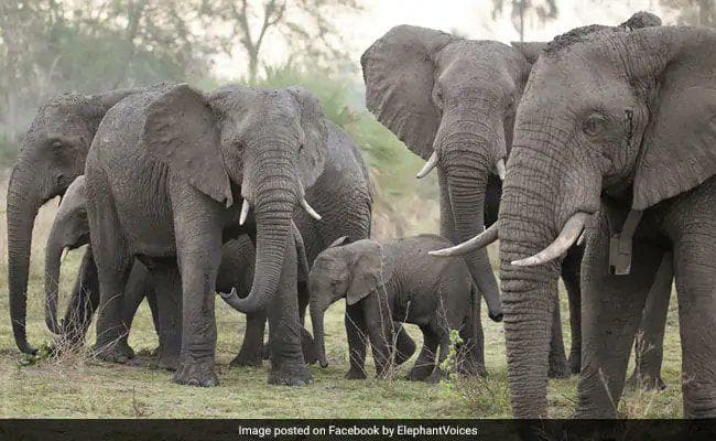 गजराज को लगा 11 हजार वोल्ट का करंट, फिर जो हुआ उसे देखकर चौंक गये सभी