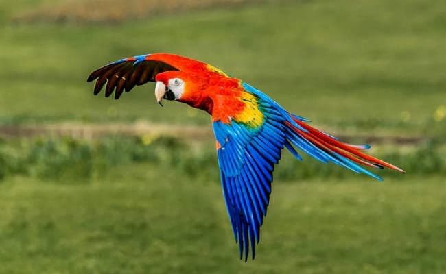 डीआरआई ने बांग्लादेश से लाये दुर्लभ पक्षी पकड़े