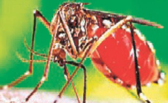 कोलकाता : महानगर में फिर डेंगू की धमक