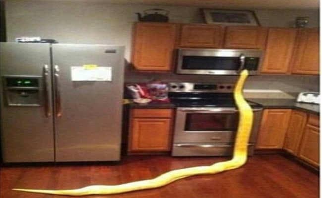 रसोईघर में घुसा अजगर, वनकर्मियों ने पकड़ा