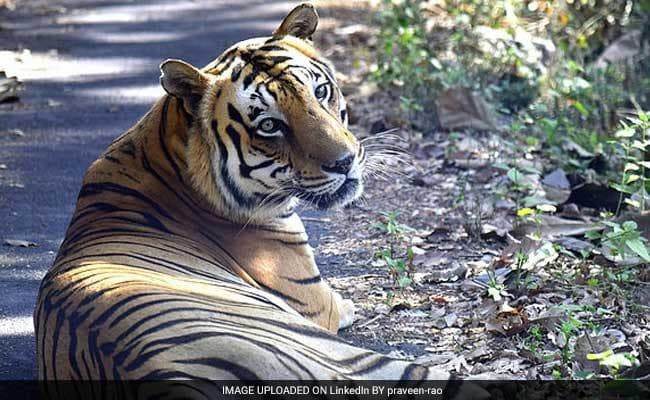रायल बंगाल टाइगर को छेड़नेवालों पर होगी कार्रवाई