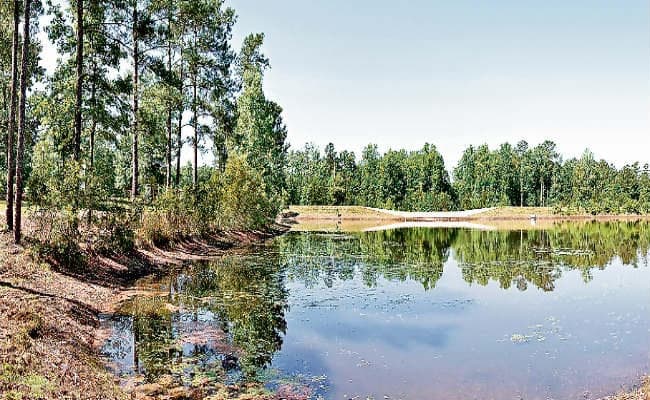 नदियों के किनारे 140 किलोमीटर में लगाये जायेंगे नौ लाख पौधे, सीएम आज रांची से करेंगे अभियान की शुरुआत