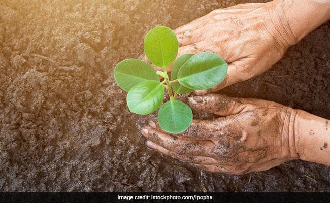 पर्यावरण संरक्षण के लिए टाइगर हिल में पौधरोपण