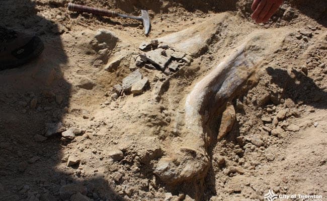 खेत में कंकाल मिलने से सनसनी