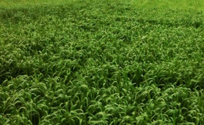 पटना : बीजों के टीकाकरण से उत्पादन में 25 फीसदी तक होगी बढ़ोतरी