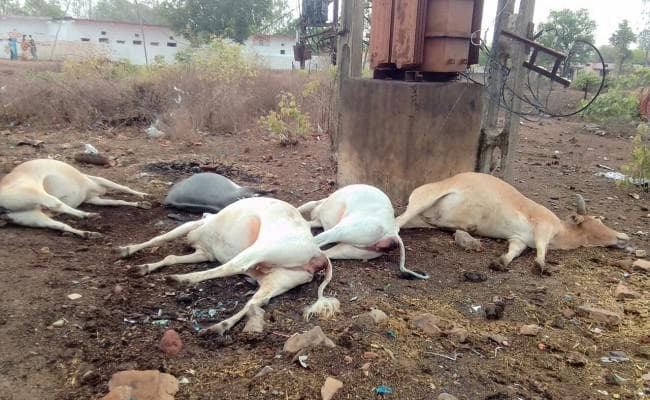 वज्रपात की चपेट में आकर पांच मवेशियों की हुई मौत