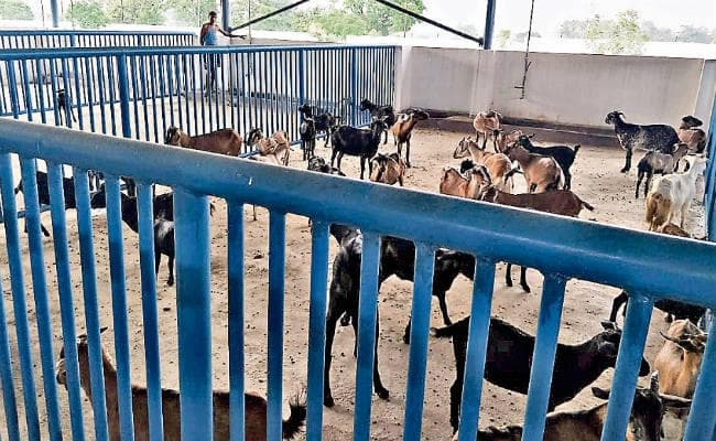 रांची : स्लॉटर हाउस में आज से कटने लगेंगे खस्सी