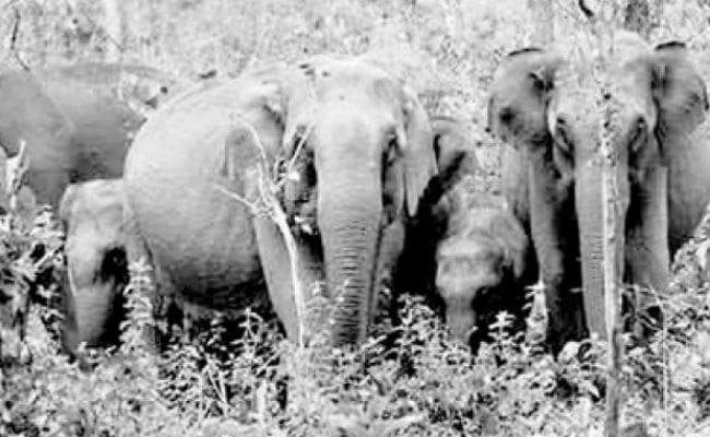 कोलकाता : अब मोबाइल पर हाथियों की गतिविधियों की जानकारी