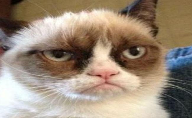 उड़ते विमान में घुसा जानवर, क्रू मेंबर्स पर बोला हमला, मजबूरी में पायलट को करना पड़ा ये काम