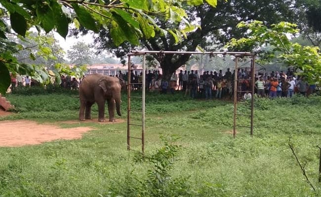 VIDEO : चकुलिया में जंगली हाथी, ब्लॉक व अंचल से नगर पंचायत तक घूमे गजराज