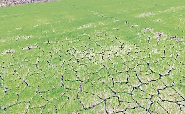 नहीं हो रही बारिश, सूख रहे धान के बिचड़े, किसान मायूस